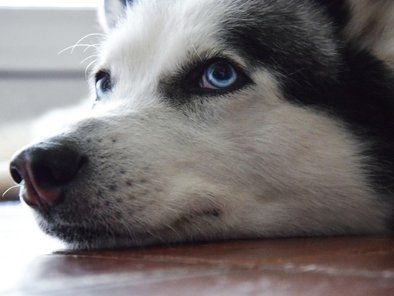 Aska