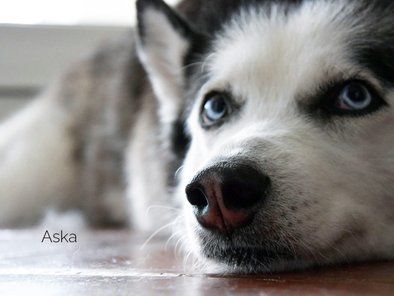 Aska