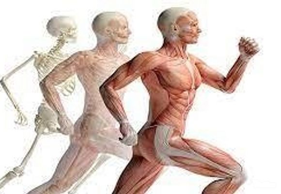 Vežbe istezanja i jačanja muskulature (30-40 min)