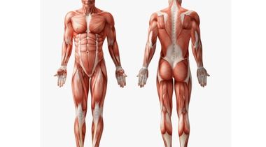 Ultrazvuk mekih tkiva (mišića i tetiva) i zglobova (regija po izboru: rame ili stopalo ili koleno, itd...)