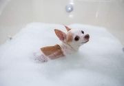Kupanje malih rasa pasa