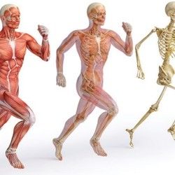 Osteopatski pregled
