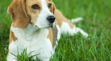 Kompletan tretman (šišanje, kupanje, sređivanje noktiju i ušiju, sanitarna regija) za srednje rase pasa