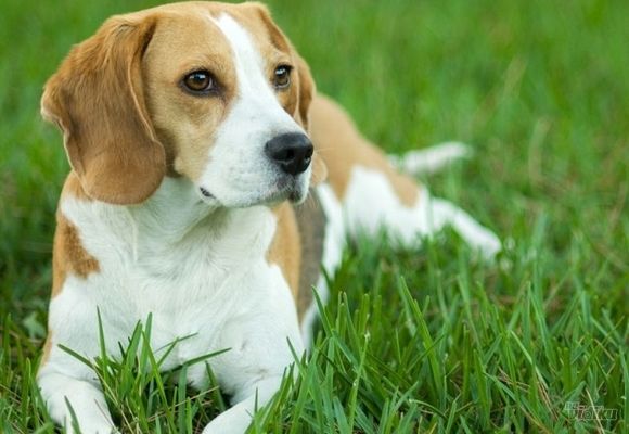 Kompletan tretman (šišanje, kupanje, sređivanje noktiju i ušiju, sanitarna regija) za srednje rase pasa