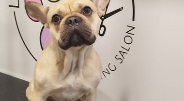 Furminiranje pasa Francuski buldog