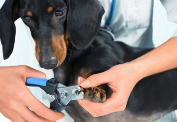 Sečenje noktiju i čupanje dlačica iz ušiju kod pasa BESPLATNO