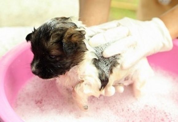 Kupanje malih rasa pasa
