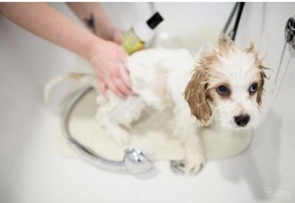 Kupanje i feniranje malih rasa pasa