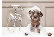 Kupanje i feniranje srednjih rasa pasa
