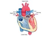 Kompletan kardiološki skrining