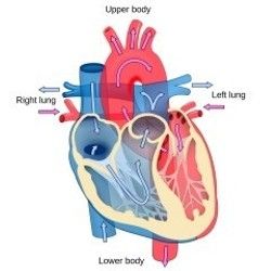 Kompletan kardiološki skrining