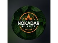 Mikro bilje Nokadar Plants