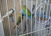 Papagaji 1 - Pet shop Trkalište Šabac