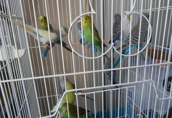 Papagaji 2 - Pet shop Trkalište Šabac