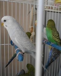 Papagaji 3 - Pet shop Trkalište Šabac