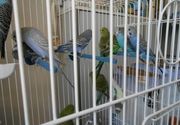Papagaji 6 - Pet shop Trkalište Šabac