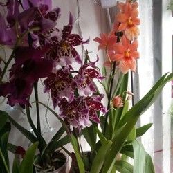 Orhideje 1