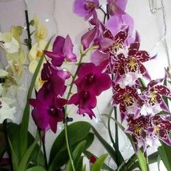 Orhideje 2