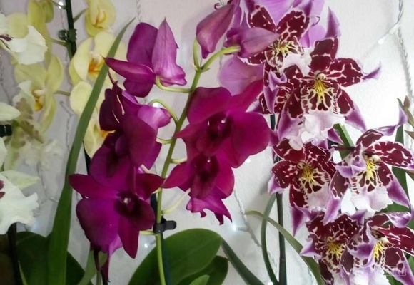 Orhideje 2