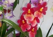 Orhideje 3