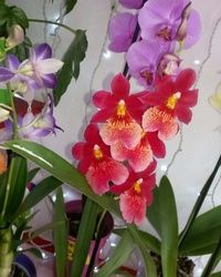Orhideje 3