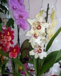 Orhideje 4