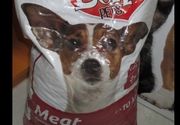 Dolly Pets kompletna suva hrana za odrasle pse sa ukusom mesom