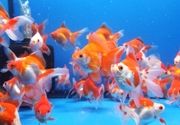 Ribice za akvarijume - Zlatne ribice - japanke