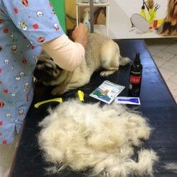 Šišanje pasa kratke dlake
