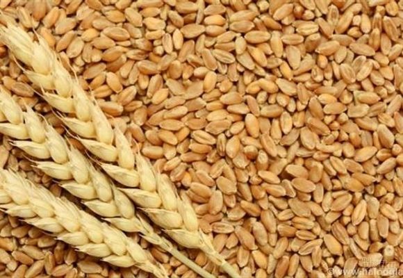 Posredovanje pri osiguranju roda pšenice
