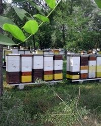 Rojevi pcela Obrenovac