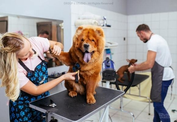 Kupanje dugodlakih pasa