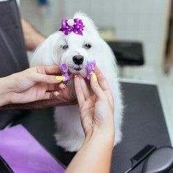 Održavanje higijene pasa
