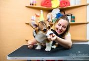 Salon za ulepšavanje pasa