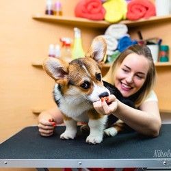 Salon za ulepšavanje pasa