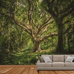 Šume Foto Tapete - Neobicno Drvo