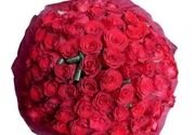 101 crvena ruža u buketu - Oborite je s'nogu