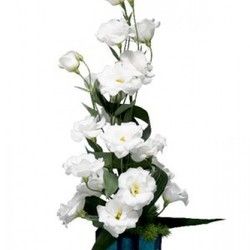 Cvećara online - Cvetni aranžman u vazi