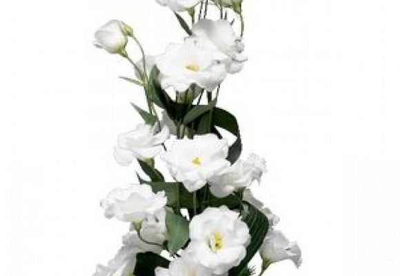 Cvećara online - Cvetni aranžman u vazi