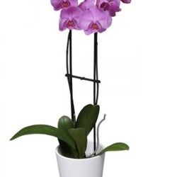 Cvećara online - Orhideja u saksiji