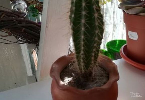 Kaktusi u saksiji