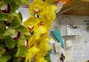 Zuta orhideja