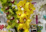 Zuta orhideja
