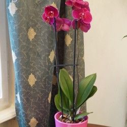 Saksijko cveće - Biljka orhideja u keramičkoj posudi