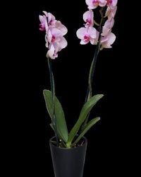 Cveće za rođendane - Orhideja u saksiji - poklon za mamu