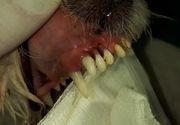 Ultrazvučno uklanjanje zubnog kamenca pasa i mačaka