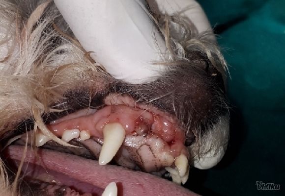 Ultrazvučno uklanjanje zubnog kamenca pasa i mačaka