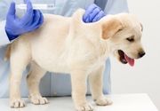 Vakcinacija pasa protiv zaraznih bolesti