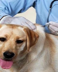 Vakcinacija pasa protiv zaraznog kašlja