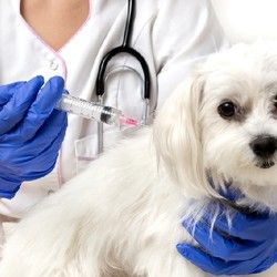 Vakcinacija pasa protiv besnila